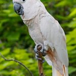 Cockatoo